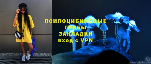 хмурый Аркадак